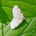 moth on a leaf