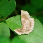 moth on a leaf