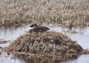 goose on top of nest