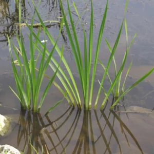 plant in a pond