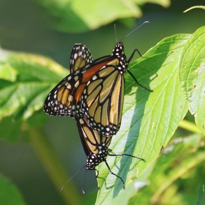 The Monarch Butterfly Problem