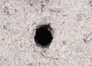 spider hole