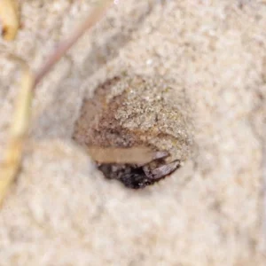 spider in burrow
