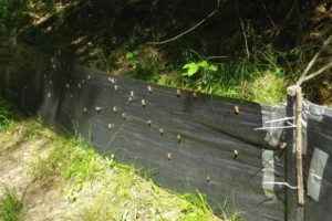 bugs on a drift fence