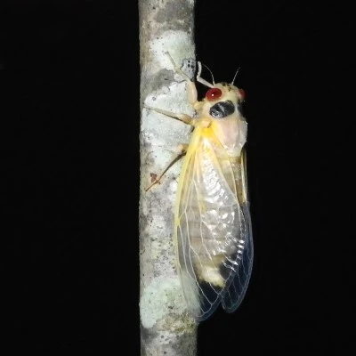 The Cicadas are Coming – a Tale in Four Parts