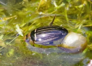 Diving beetle in water