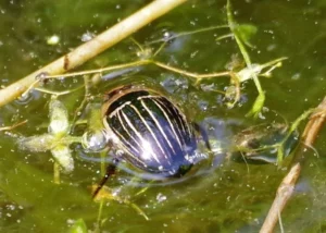 Diving beetle in water