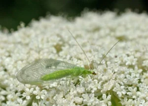 bug consuming pollen