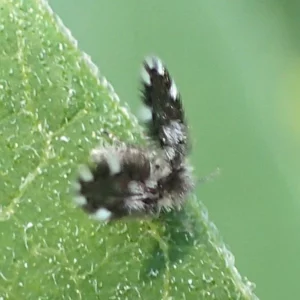moth fly on leaf