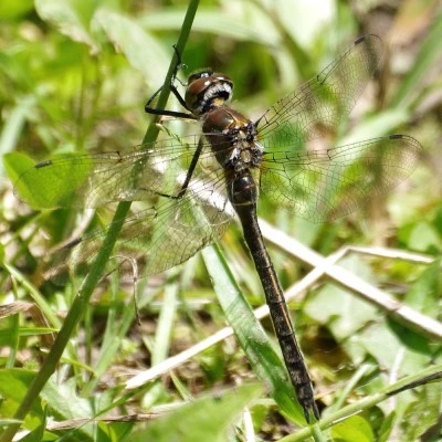 Dragonfly on a stem
