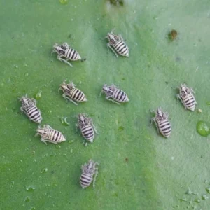 bugs on a lily pad