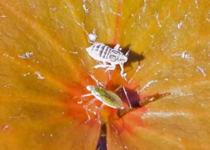 bugs on a lily pad
