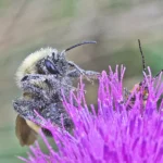 bumblebee covered in pollen on flower