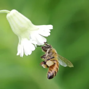 honeybee in flower