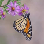 butterfly pollinating