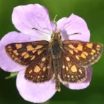 moth on a flower