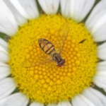 syrphid on flower
