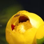 beetle inside a flower