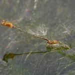 bug on the pond