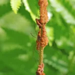 spider on a stem