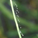 bug eggs on a stem