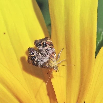 Rosinweed Moth