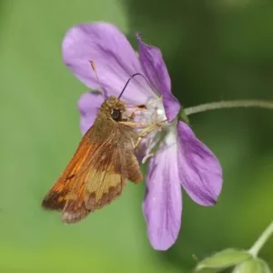 Moth on a flower