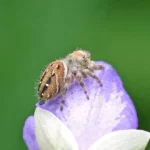 female spider on flower