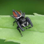 male spider on a leaf