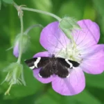 moth on a flower