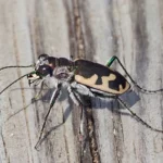 Beetle on the ground