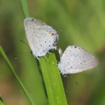 two moths on a grass