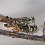 two grasshoppers on a stick