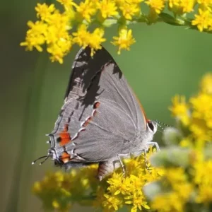 butterfly on a flower