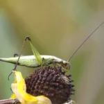 Cricket on a plant