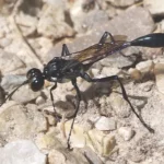 Wasp on rocks