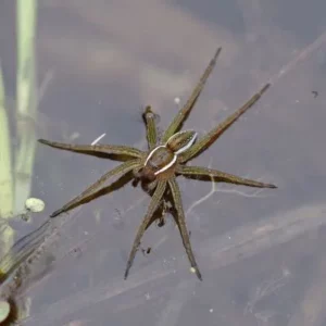 spider in water
