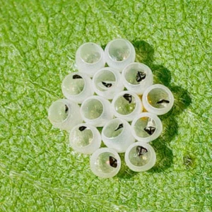 bugs on a leaf