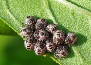 bugs on a leaf