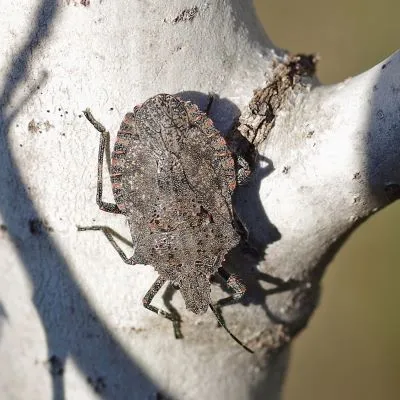 Rough Stink Bug