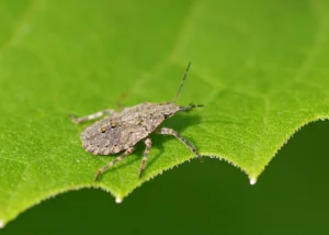 bug on a leaf