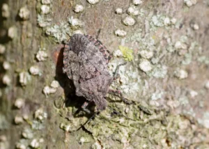bug on a tree
