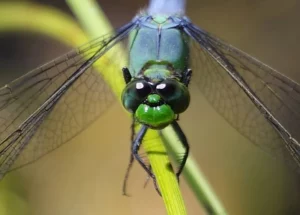 dragonfly on a plant