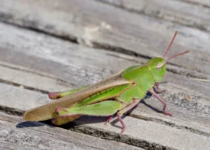 grasshopper on the ground