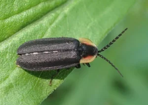 beetle on a leaf