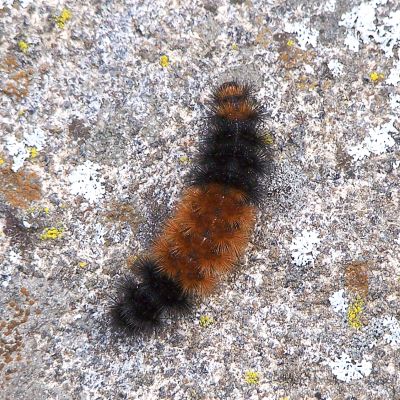 Wooly Bear Caterpillar again