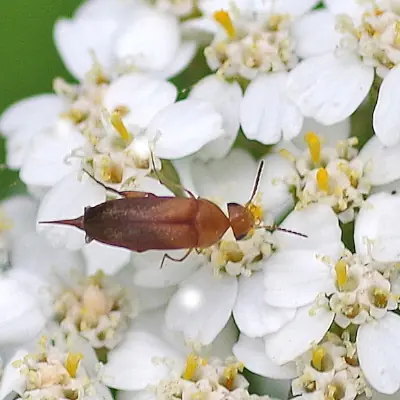 Tumbling Flower Beetle