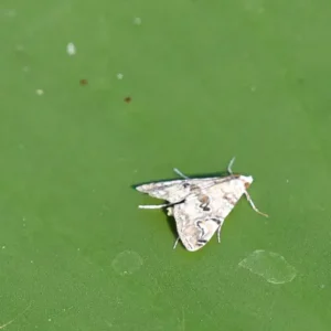 moth with patterned wings resting on a green leaf