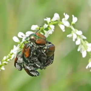 Group of Japanese beetles feeding and mating on white blossoms