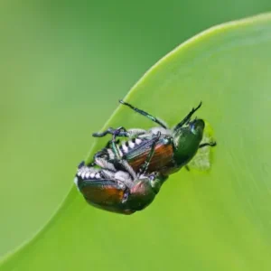 Pair of Japanese beetles feeding on a curled leaf edge